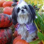 Ras van Shih Tzu-honden