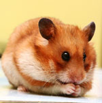 Rassen van hamsters