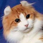 Rassen van katten: American Curl Rassen van katten: American Curl