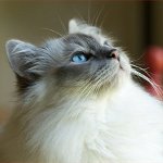 Kattenrassen: Birmaanse kat