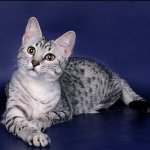 Kattenrassen: Egyptische Mau