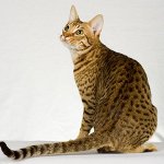 Kattenrassen: ocicat