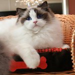 Rassen van katten: ragdoll Rassen van katten: ragdoll