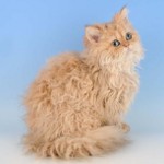 Kattenrassen: Selkirk rex