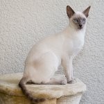 Kattenrassen: Siamese kat Kattenrassen: Siamese kat