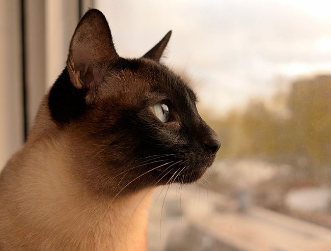 Kattenrassen: Siamese kat