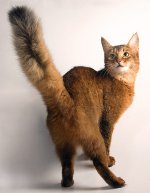 Kattenrassen: Somalische kat