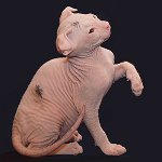Rassen van katten: Oekraïense lieveling Rassen van katten: Oekraïense lieveling