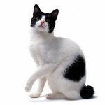 Kattenrassen: Japanse Bobtail