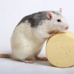 Rotsen van ratten Rotsen van ratten