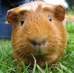 Rassen van cavia's Rassen van cavia's