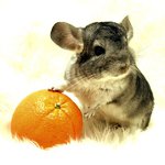 Rassen van chinchilla's