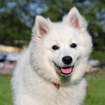 Ras van honden: American Spitz