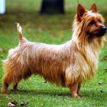 Hondenrassen: Australian Terrier