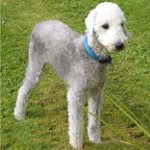 Rassen van honden: bedlington terrier