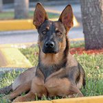Rassen van honden: Belgian Shepherd Malinois Rassen van honden: Belgian Shepherd Malinois