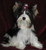 Rassen van honden: Yorkshire terrier