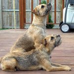 Rassen van honden: border terrier