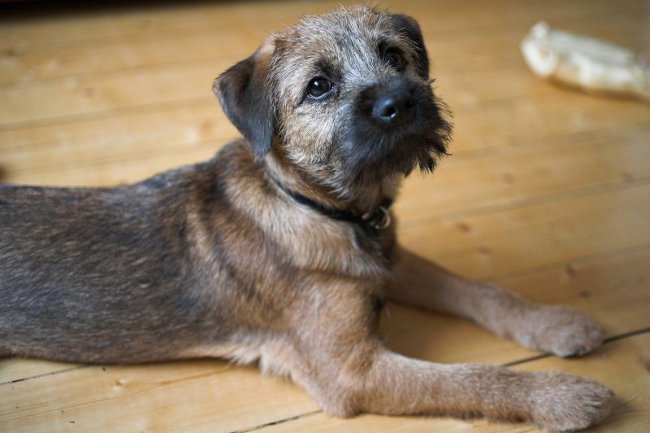 Rassen van honden: border terrier