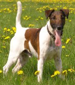 Hondenrassen: kortharige foxterriër Hondenrassen: kortharige foxterriër