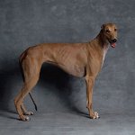 Rassen van honden: Greyhound