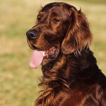 Hondenrassen: Ierse setter Hondenrassen: Ierse setter