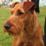 Hondenrassen: Irish Terrier Hondenrassen: Irish Terrier
