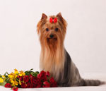 Rassen van honden. Yorkshire Terrier