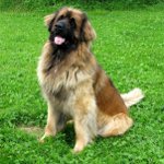 Hondenrassen: leonberger