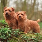 Rassen van honden: Norfolk Terrier Rassen van honden: Norfolk Terrier