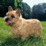 Ras van honden: Norwich Terrier Ras van honden: Norwich Terrier