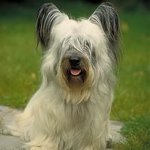 Hondenrassen: Skye Terrier Hondenrassen: Skye Terrier