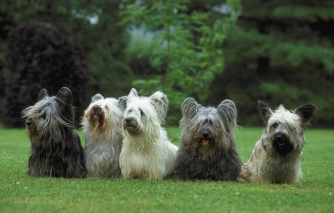 Hondenrassen: Skye Terrier