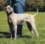 Rassen van honden: Thai Ridgeback