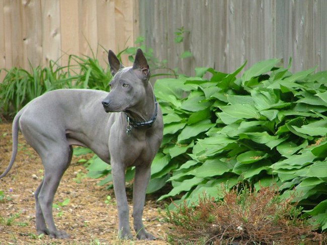 Rassen van honden: Thai Ridgeback