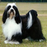 Rassen van honden: Tibetaanse Terrier Rassen van honden: Tibetaanse Terrier