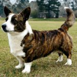 Hondenrassen: Welsh corgi-vest