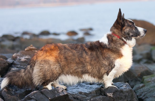 Hondenrassen: Welsh corgi-vest