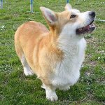 Rassen van honden: welsh corgi pembroke Rassen van honden: welsh corgi pembroke
