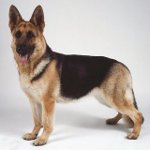 Rassen van honden: Oost-Europese herder Rassen van honden: Oost-Europese herder
