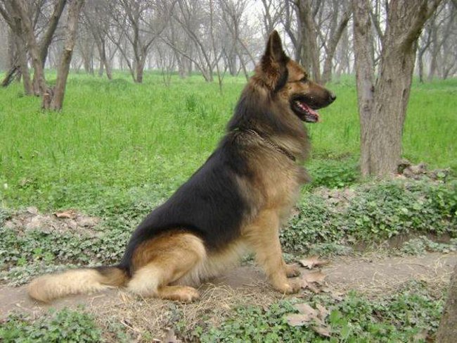 Rassen van honden: Oost-Europese herder Rassen van honden: Oost-Europese herder