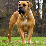Rassen van honden: Zuid-Afrikaanse Boerboel Rassen van honden: Zuid-Afrikaanse Boerboel