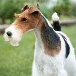 Hondenrassen: fox terrier met grove ogen