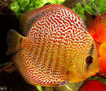 Gedrag van aquariumvissen Gedrag van aquariumvissen