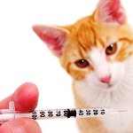 Inentingen voor katten