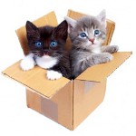 Levensverwachting van katten