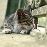Cat loste: wat te doen?