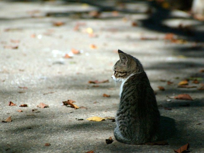 Cat loste: wat te doen?