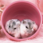 Reproductie van hamsters
