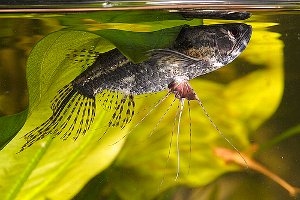 Zoetwatervis, vlinder Zoetwatervis, vlinder